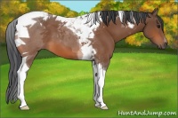 Horse Color:Bay Tobiano 