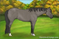 Horse Color:Smoky Grullo Roan 