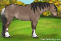 Horse Color:White Spotted Liver Red Dun Rabicano 
