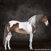 Horse Color:Liver Chestnut Tobiano 
