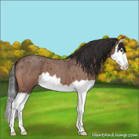 Horse Color:Bay Roan Splash Varnish
