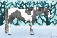 Horse Color:Black Splash Tobiano Appaloosa 