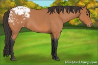Horse Color:Bay Roan Varnish 