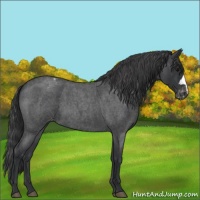 Horse Color:Blue Roan Appaloosa 