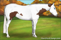 Horse Color:Gray Silver Bay Roan Splash Tobiano 