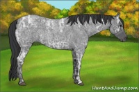 Horse Color:Blue Ice Roan 