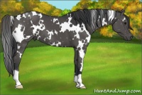 Horse Color:White Spotted Black