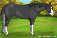 Horse Color:Blue Roan Splash