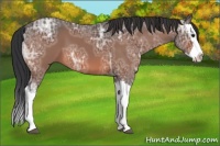 Horse Color:Bay Ice Splash 