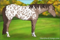 Horse Color:Classic Champagne Appaloosa