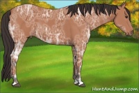 Horse Color:Bay Ice