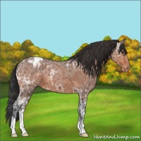 Horse Color:Bay Ice Roan Appaloosa 