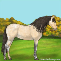 Horse Color:Buckskin Ice Roan