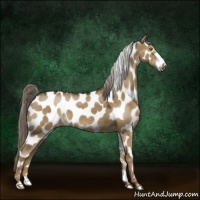 Horse Color:Chocolate Palomino Dun Leopard 
