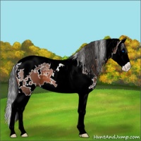 Horse Color:White Spotted Brown Splash Tobiano 