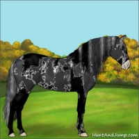 Horse Color:White Spotted Black Splash Tobiano