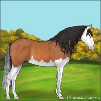 Horse Color:Bay Splash 