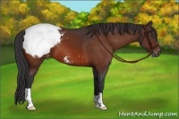 Horse Color:Bay Snowcap 