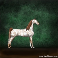 Horse Color:Buckskin Roan Pearl Near Leopard 