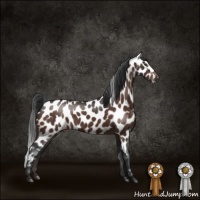 Horse Color:Brown Appaloosa