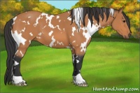 Horse Color:White Spotted Bay 