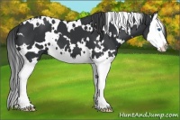 Horse Color:White Spotted Black Splash 