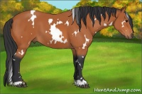 Horse Color:White Spotted Bay 