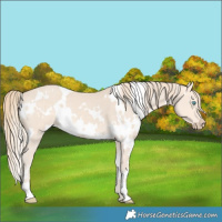 Horse Color:White Spotted Perlino