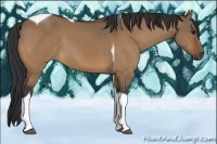 Horse Color:Bay Dun Tobiano 