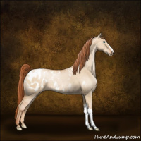 Horse Color:Buckskin Pearl Dun Appaloosa