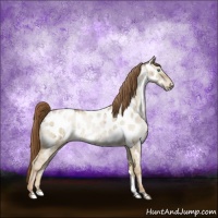 Horse Color:Smoky Grullo Pearl Sabino Appaloosa 