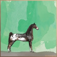 Horse Color:Liver Chestnut Sabino Frame Appaloosa 