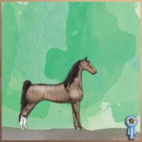 Horse Color:Liver Red Dun Appaloosa Brindle 