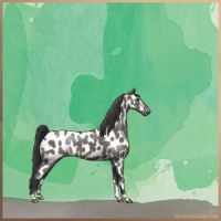 Horse Color:Grullo Appaloosa Brindle 