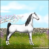 Horse Color:Blue Roan Fewspot 