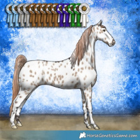 Horse Color:Liver Red Dun Appaloosa 