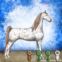 Horse Color:Liver Red Dun Appaloosa