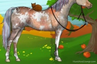 Horse Color:Painted White Spotted Silver Buckskin Dun