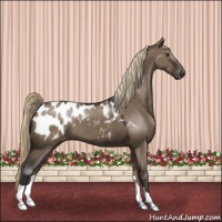 Horse Color:Liver Red Dun Appaloosa 