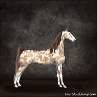 Horse Color:Buckskin Dun Sabino Appaloosa