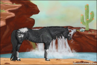 Horse Color:Black Appaloosa 