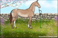 Horse Color:Bay Dun Appaloosa