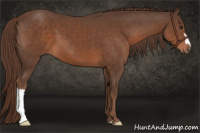 Horse Color:Liver Chestnut 