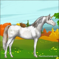 Horse Color:Liver Red Dun Ice Pearl Splash Tobiano Rabicano 