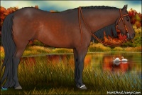 Horse Color:Brown Rabicano 
