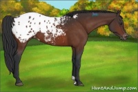 Horse Color:Brown Appaloosa Rabicano 