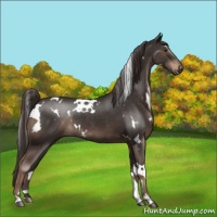 Horse Color:White Spotted Liver Chestnut Rabicano 