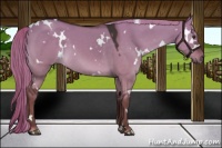 Horse Color:White Spotted Liver Red Dun 