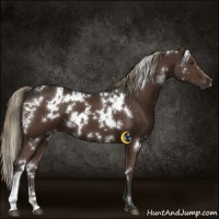 Horse Color:White Spotted Liver Chestnut 