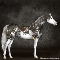 Horse Color:White Spotted Liver Chestnut Ice Sabino Splash